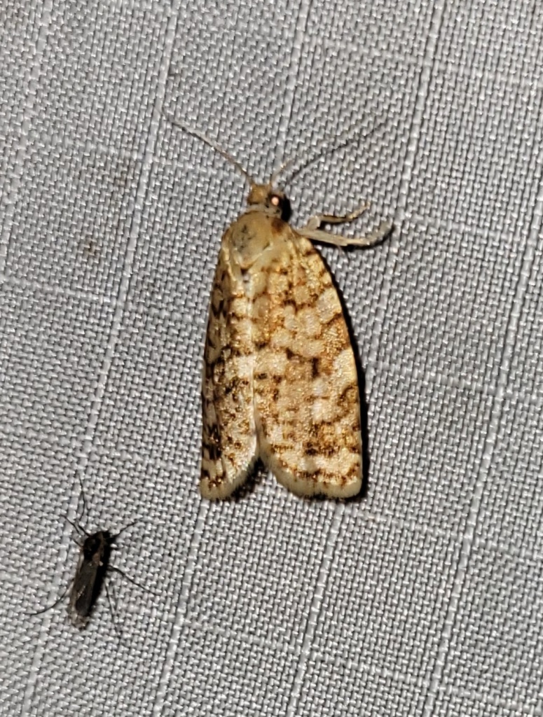 Choristoneura spaldingiana