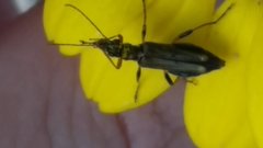 Oedemera barbara