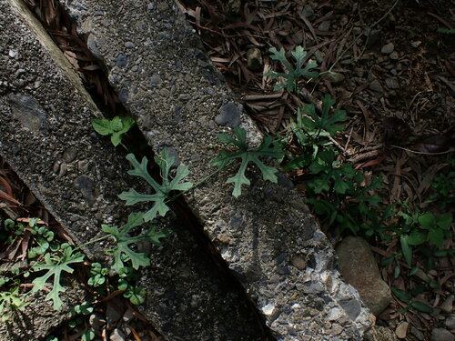Trichosanthes laceribracteata iNat (3)