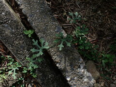 Trichosanthes laceribractea, photograph W Rao, CC BY, iNaturalist via GBIF