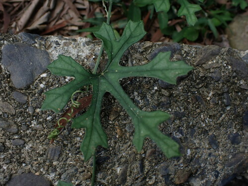 Trichosanthes laceribractea, photograph 4