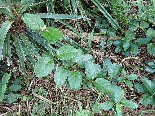 Image of Parsonsia alboflavescens by (c) W Rao, some rights reserved (CC BY)