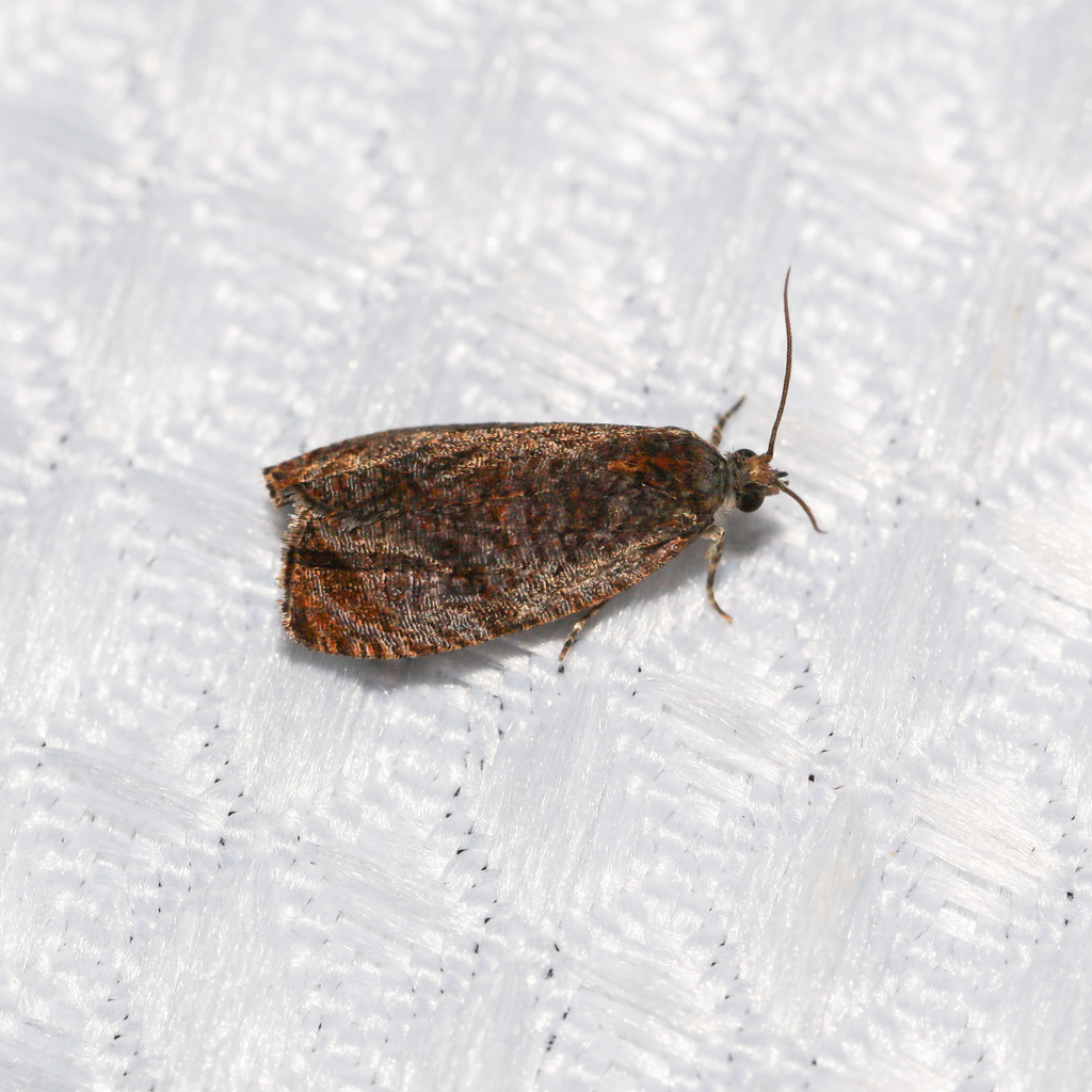 Olethreutes submissanum