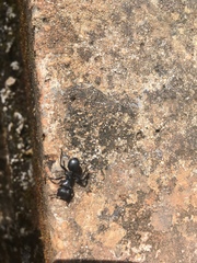 Cephalotes atratus