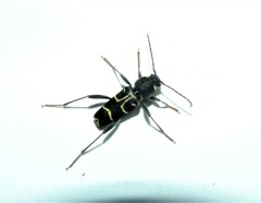 Xylotrechus antilope