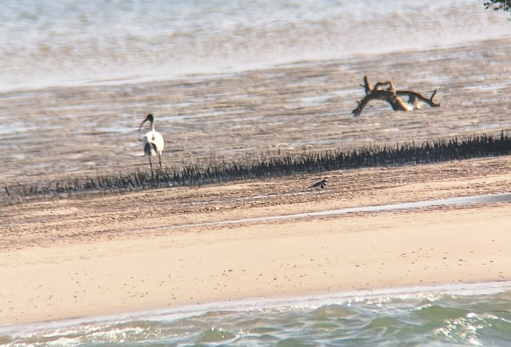 Double-banded Plover from Gold Coast QLD, Australia on July 25, 2024 at ...