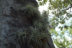 Tillandsia erubescens