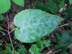 Golovinomyces cynoglossi
