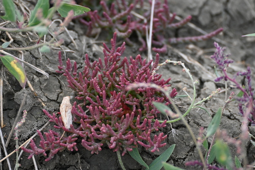 Image of Salicornia borealis by (c) Syd Cannings, some rights reserved (CC BY)