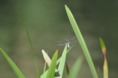 Libellula fulva