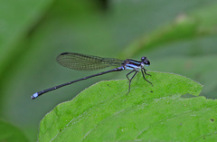 Argia indicatrix