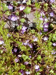 Cymbalaria muralis