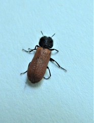 Bostrichus capucinus