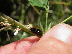 Coptosoma scutellatum