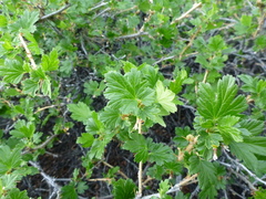 Ribes oxyacanthoides oxyacanthoides