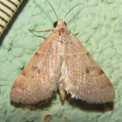 Hemeroplanis rectalis