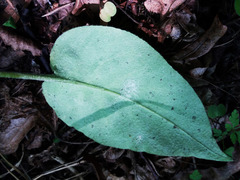 Golovinomyces cynoglossi