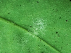 Golovinomyces cynoglossi