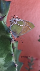 Callophrys xami xami