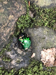 Oxysternon conspicillatum