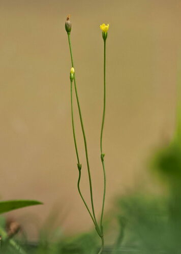 Yellow centaury