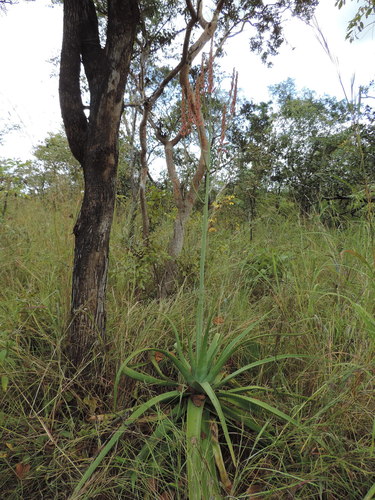 Basil Christian's aloe (Aloe christianii)