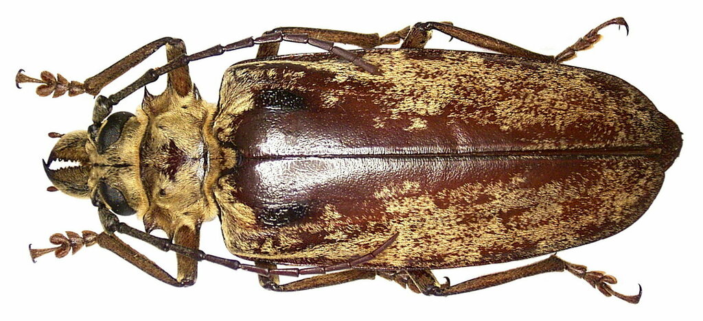 Giant Longhorn