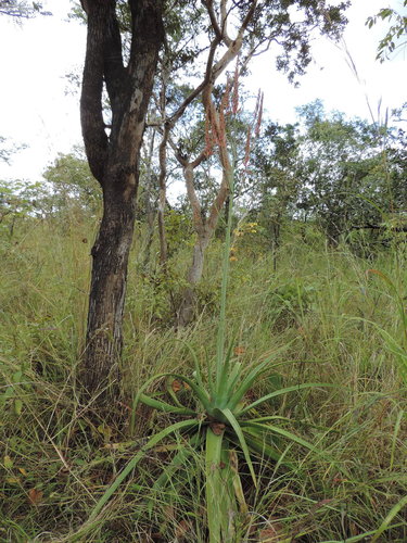 Aloe christianii image