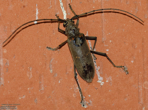 Speckle-necked Longhorn Beetle photo 3
