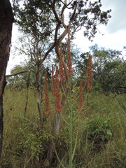 Aloe christianii image