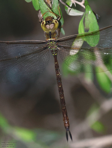 Bar-sided Darner photo 5