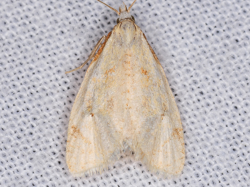 iNaturalist observation photo of Phtheochroa aegrana