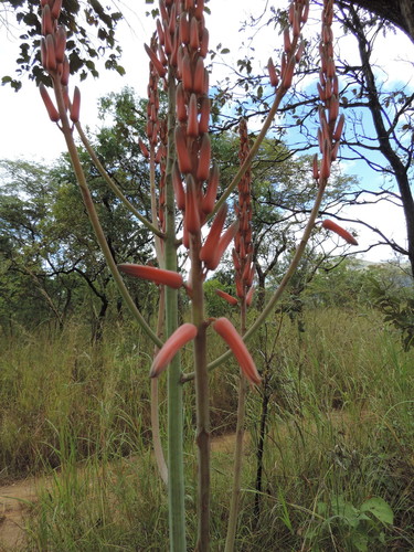 Aloe christianii image