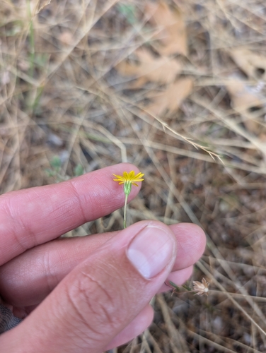 Image of Pentachaeta aurea by (c) sdash, some rights reserved (CC BY)