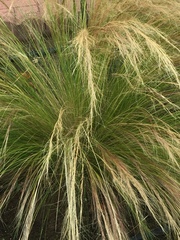 Nassella tenuissima