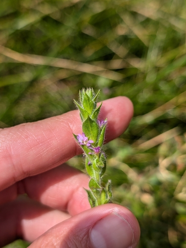 Image of Epilobium densiflorum by (c) sdash, some rights reserved (CC BY)