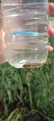Clifford Pope's Goby