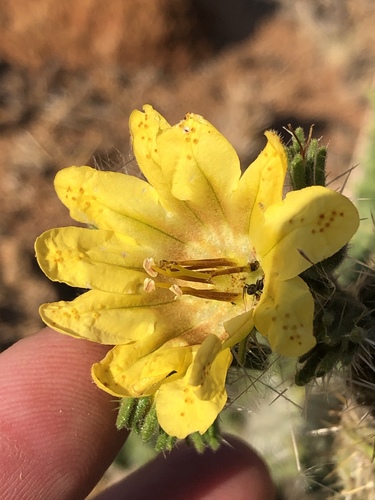 Codon schenckii (Codon schenckii)