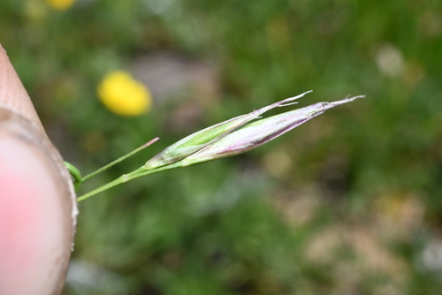 Image of Danthonia intermedia by (c) Anders Hastings, some rights reserved (CC BY)