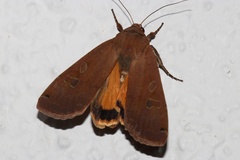 Noctua pronuba