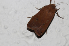 Noctua pronuba