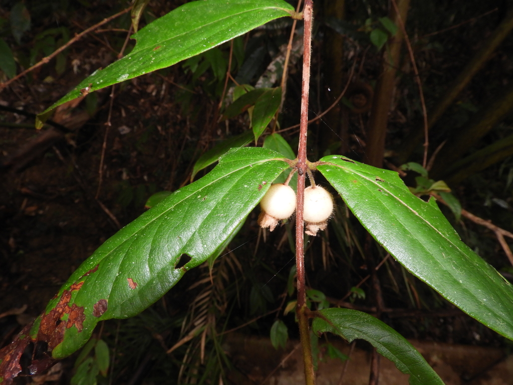Rhodomyrtus effusa
