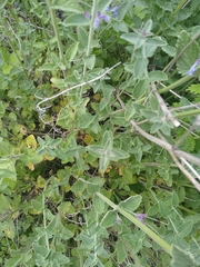 Nepeta × faassenii