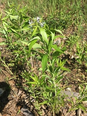 Amsonia illustris