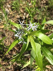 Amsonia illustris