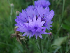 Nevädza poľná (Centaurea cyanus): pôvod a využitie — fotografia 2