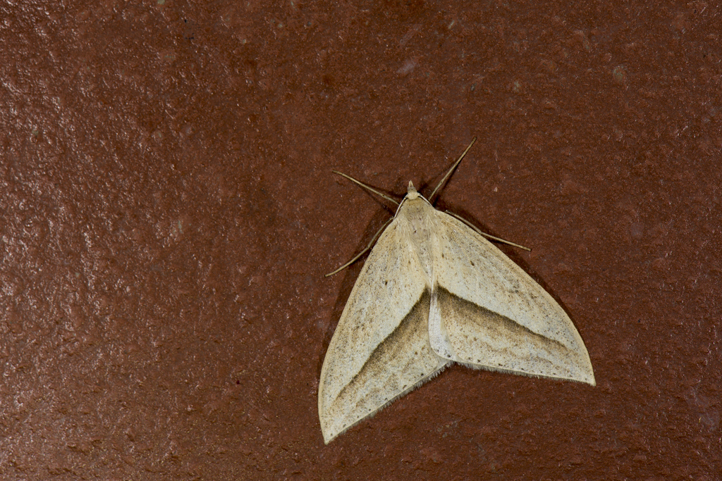 Loxaspilates arrizanaria