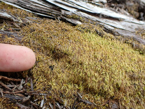 Image of Pterigynandrum filiforme by no rights reserved