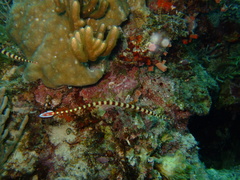 Dunckerocampus dactyliophorus