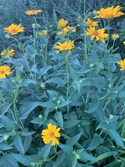 Heliopsis